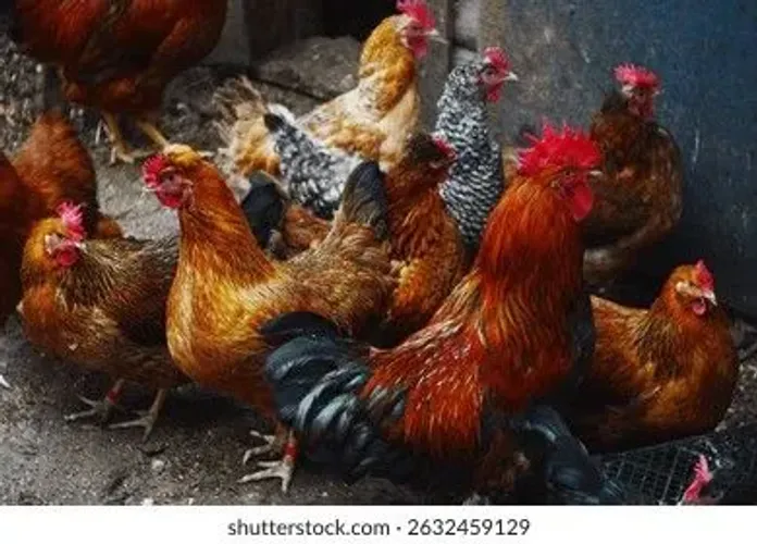 Galos ? Galinhas ? Patos ?