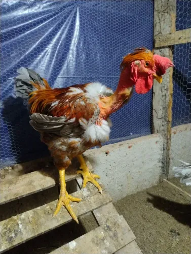 Galo GSB polaca
