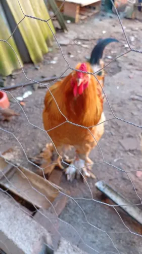 Galo Brahma Puff