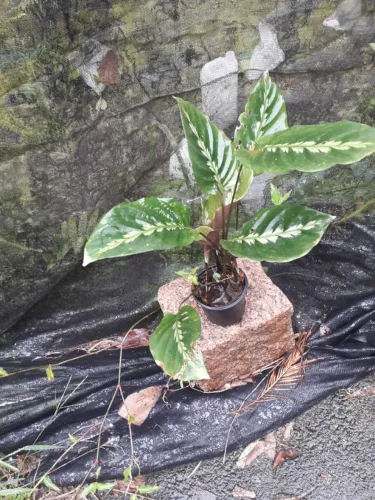 Muda de Maranta Pena - Porto Alegre RS