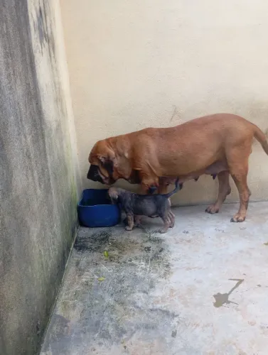 Cachorros 