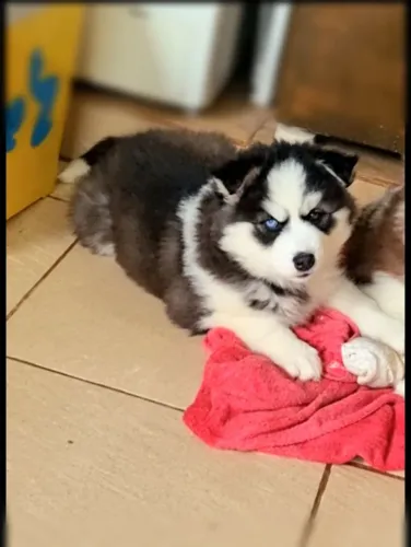 Husky Siberiano- Filhotes c/ Pedigree e Garantias Legais