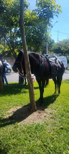 Cavalo Quarto de milha
