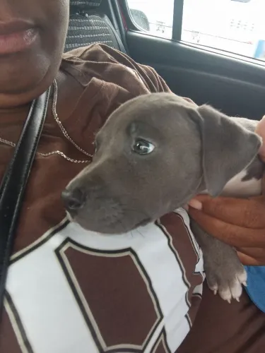 Filhote Pitbull 