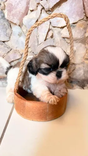 Filhote Shih Tzu