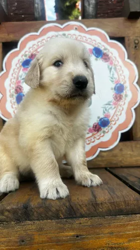 Golden Retriever pet 