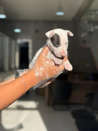 Filhote Bull Terrier Pirata | Garantias em Contrato + V10 Importada