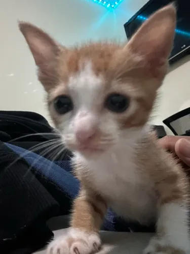 gatinho doação
