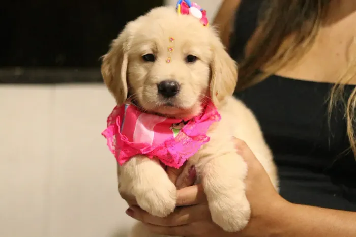Golden retriever disponíveis
