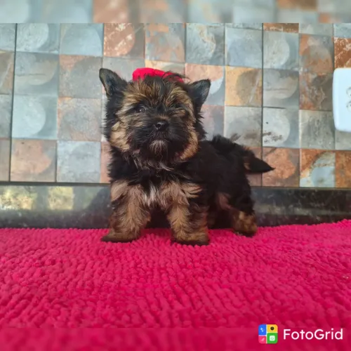 YORKSHIRE MICRO Fêmeas PROMOÇÃO PEDIGREE CBKC 