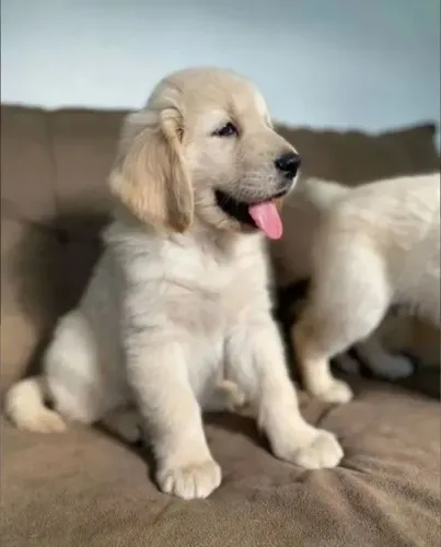 Golden Retriever Um cachorrinho com olhar que abraça