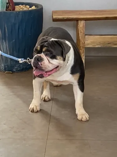 Matriz Olde English Bulldogge