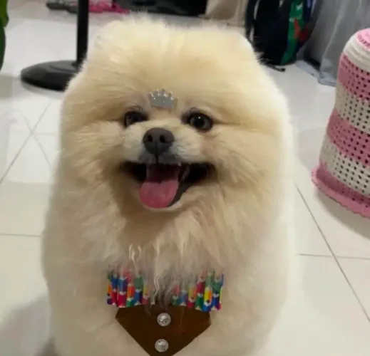 Cruza Spitz Alemão (Lulu Pomerânia) macho disponível para Cruza com pedigre 