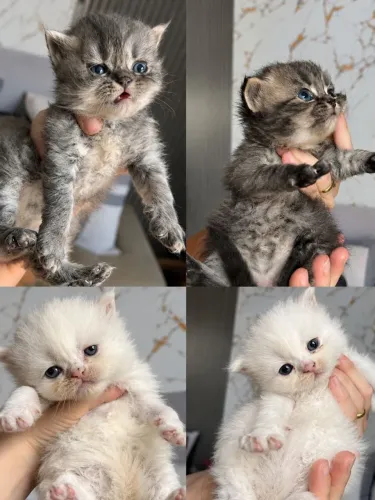 Filhotes de Gato Persa Lindíssimos