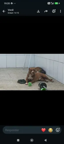Tenho um cachorro uma Pit Bull monster para cruzar