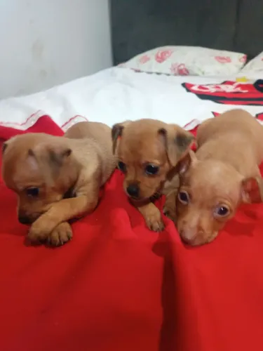 Filhotes de pinscher 