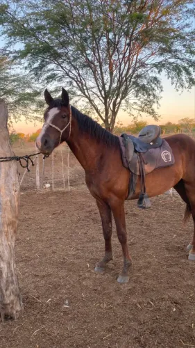 Cavalo Marcha Picada
