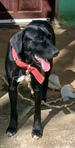 Doação de pet