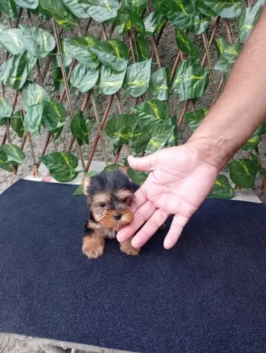 Pinscher e Yorkshire disponíveis agora