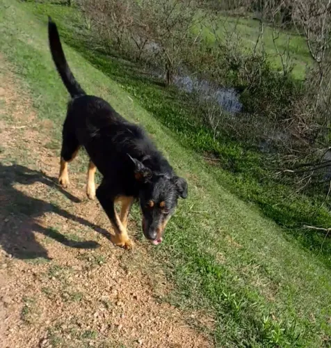 Cachorro ? mestiço pastor alemão com rottweiller