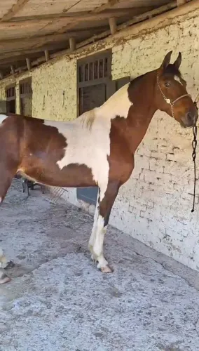 CASTRADO LUXO 