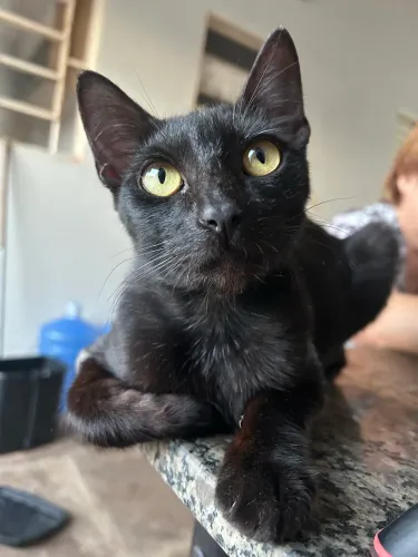 Doação de filhote 