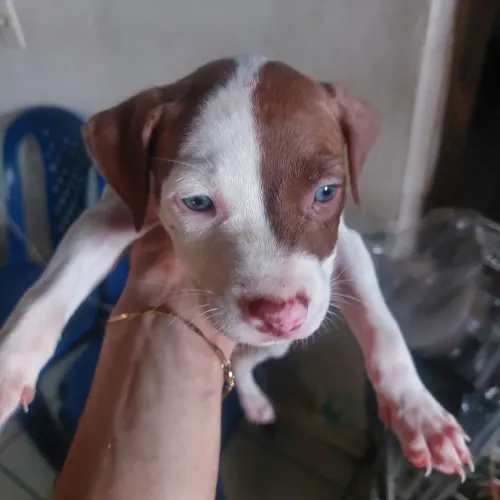 FILHOTE DE PITBULL BLACK COM RED NOSE GENETICA MULLER 