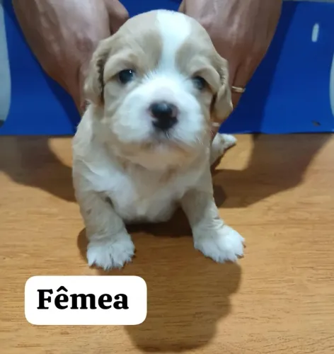 Filhote de lhasa macho e fêmea