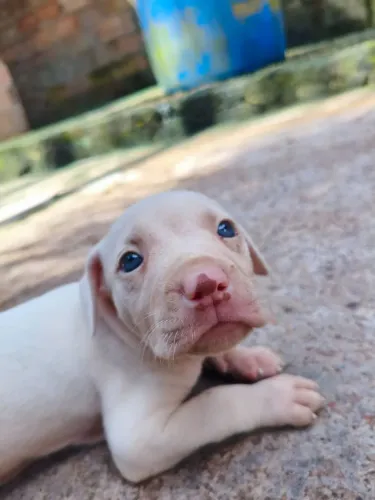 Filhotes de Pit Bull disponível