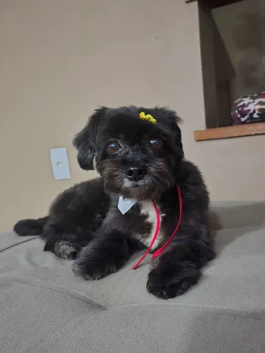 Procuro namorada lhasa apso ou shih tzu
