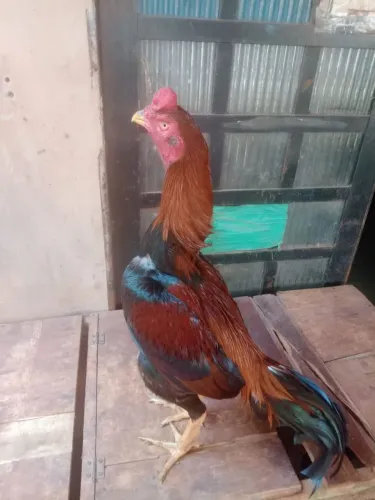 Galo indio