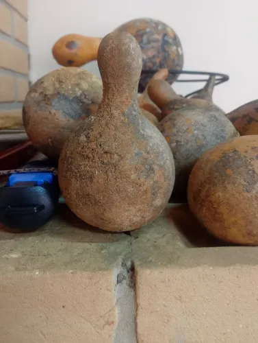Porongo Pequeno