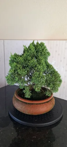 Bonsai Junipero Chinensis 6 anos de idade