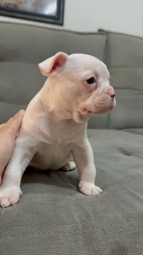 Vende-se filhote Buldogue Francês Macho