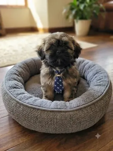 Shihtzu macho