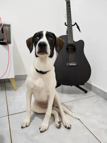 Doação de cachorro