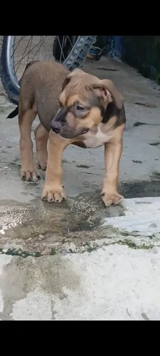 Vendo dog