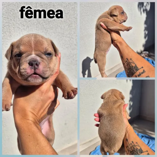 Filhotes de american bully