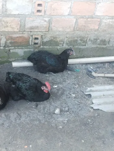 Frango gigante negro puro 