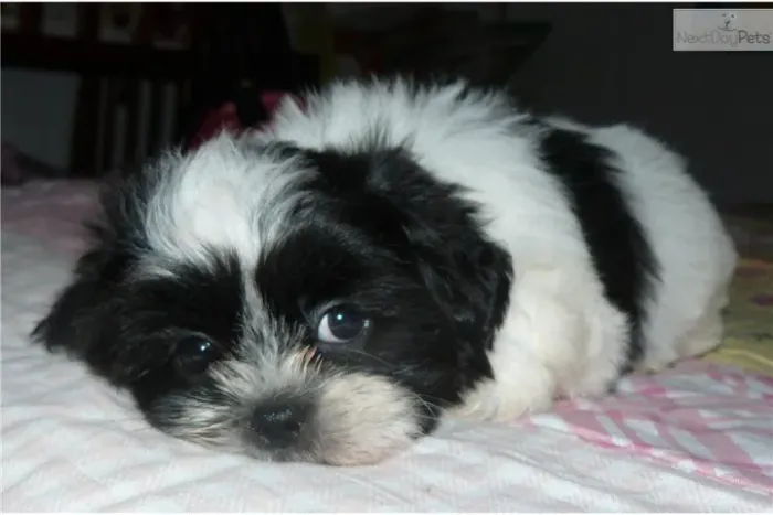 Filhotes de Shih Tzu | Fofura que chama atenção!