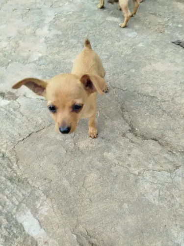Cachorro Pincher 