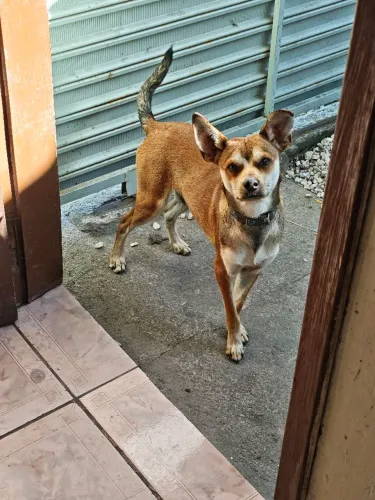 Doa-se cachorro caramelo