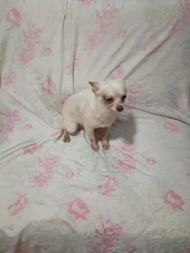 Chilhalha macho com 1 ano e meio rasa pura