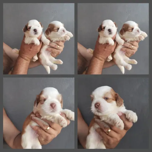 Lhasa Apso Promoção