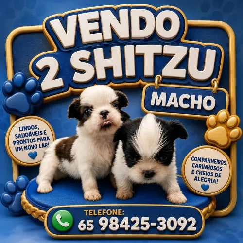 Vendo 2 Shitzu machos 