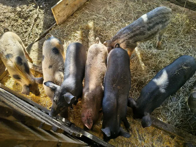 Leitões