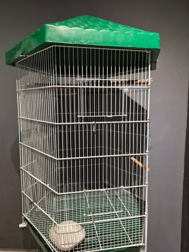 Viveiro (gaiola, ringneck, calopsita)