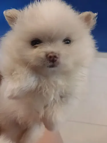 Spitz alemão anão 