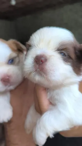 Vendo shihtzu