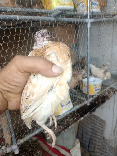 Codorna gigante 